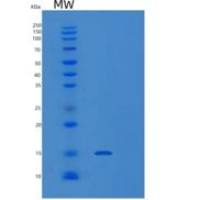 小鼠白细胞关联免疫球蛋白样受体1(LAIR1)重组蛋白