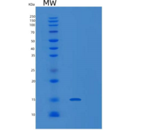 小鼠白细胞关联免疫球蛋白样受体1(LAIR1)重组蛋白
