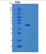 大肠杆菌map重组蛋白