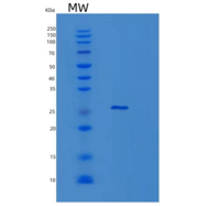 小鼠胶乳素(LXN)重组蛋白