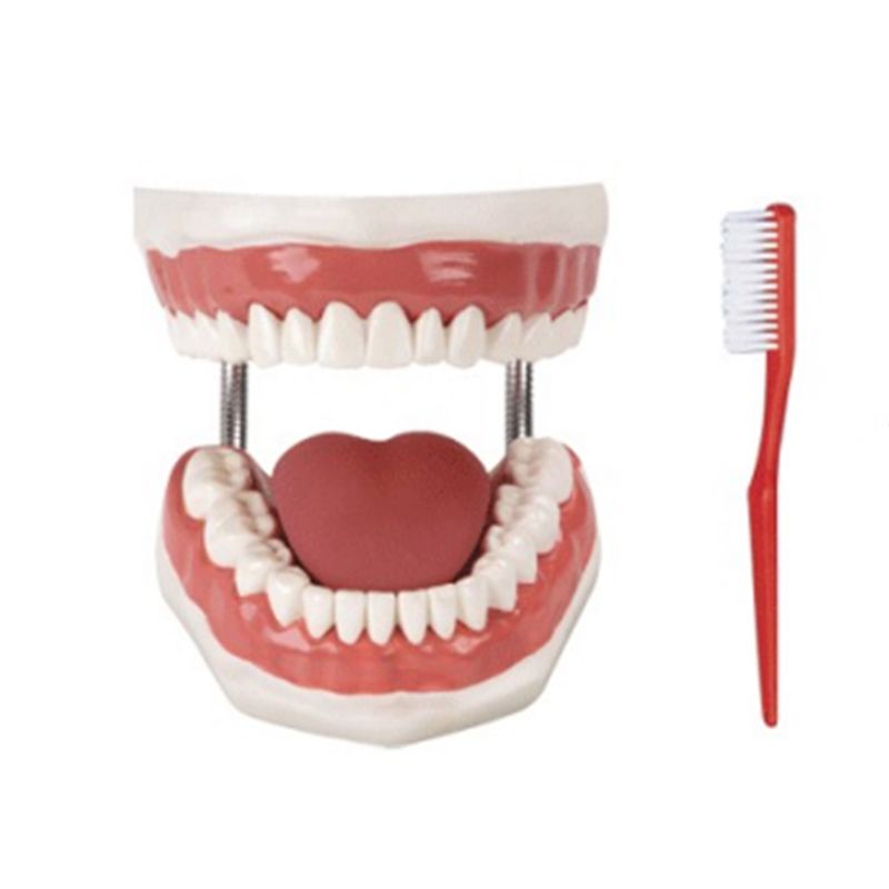 艾米立 牙护理保健模型 IMY3086