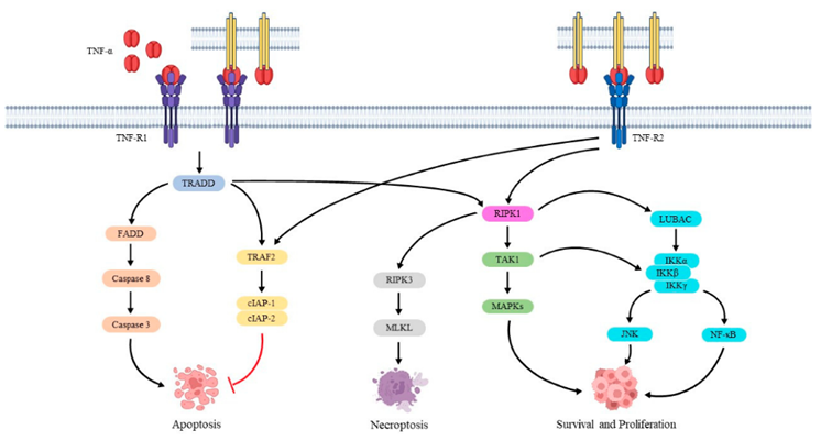 Elabscience靶标解读丨“肿瘤杀手”-肿瘤坏死因子α