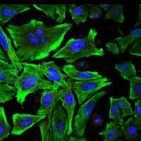 免疫荧光染色实验服务