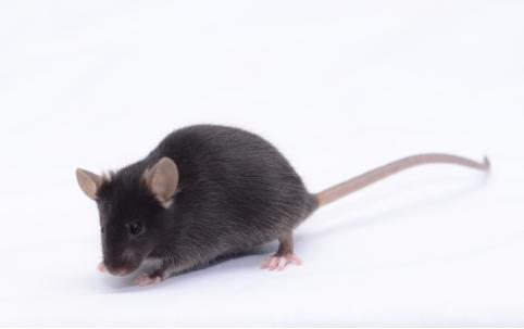 动脉粥样硬化模型