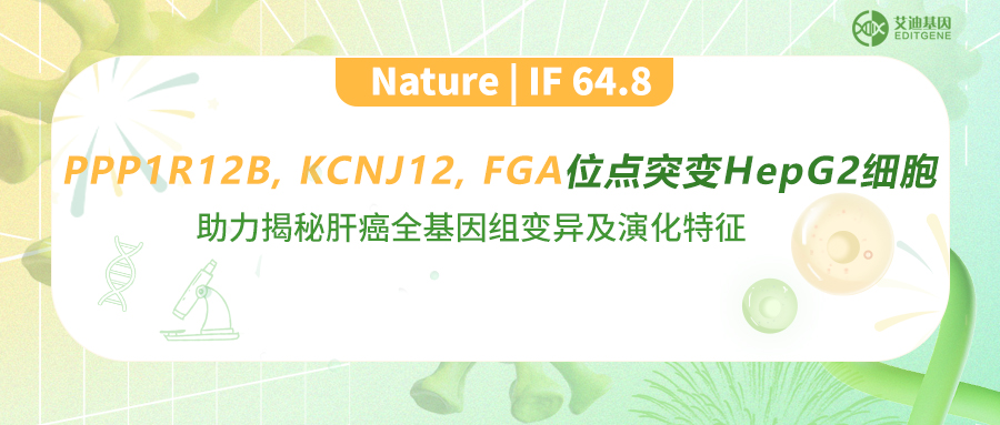 高分Nature！艾迪基因点突变细胞助力客户揭秘肝癌全基因组变异及演化特征