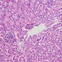 HE染色实验服务