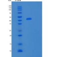 人基质金属蛋白酶10(MMP10)重组蛋白