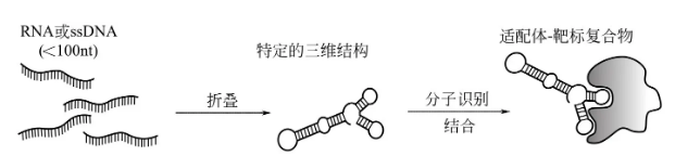 【卡梅德生物】核酸适配体（Aptamer）| SELEX筛选技术