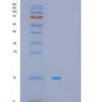 人MPZL1重组蛋白