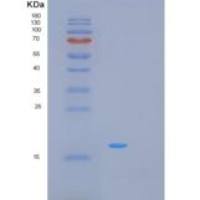 人MRFAP1L1重组蛋白