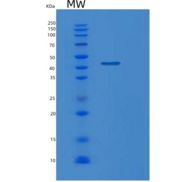 小鼠乳脂球表皮生长因子8(MFGE8)重组蛋白