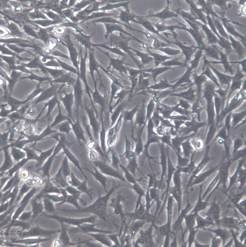 小鼠卵巢颗粒细胞永生化