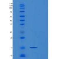 人MEOX2重组蛋白