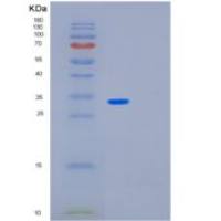 大肠杆菌mutM重组蛋白