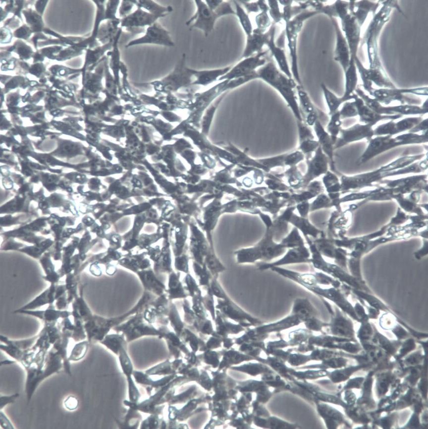 小鼠脂肪干细胞永生化