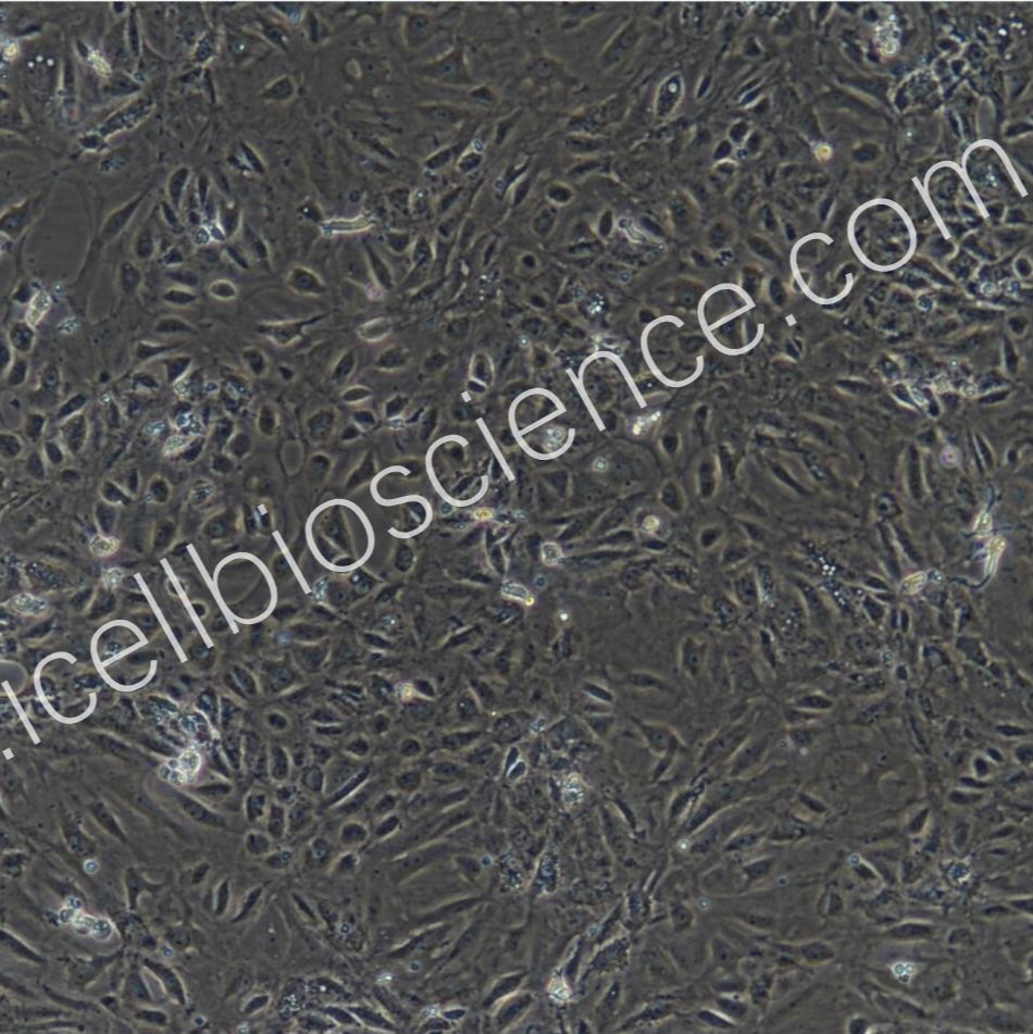大鼠胎盘绒毛膜滋养层细胞  免疫荧光鉴定/镜像绮点生物