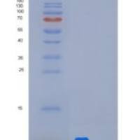 人MUSTN1重组蛋白