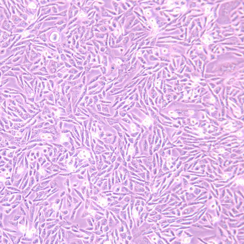 Lec1 仓鼠卵巢细胞/STR鉴定/镜像绮点生物