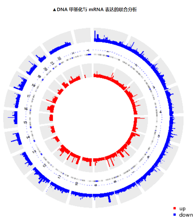 单细胞全基因组甲基化测序（scWGBS）