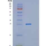 人MTHFS重组蛋白