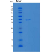 人MOAP1重组蛋白