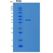 人MOAP1重组蛋白