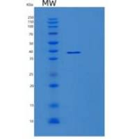 人MOAP1重组蛋白