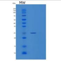 人钼辅因子合成蛋白2(MOCS2)重组蛋白