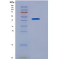 小鼠粒细胞巨噬细胞集落刺激因子2重组蛋白