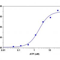 Amplite 荧光法次氯酸检测试剂盒