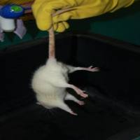 大鼠慢性应激抑郁模型