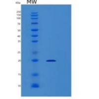 人MOSPD1重组蛋白