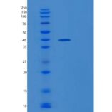 人MESDC1重组蛋白