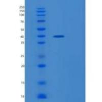 人MESDC1重组蛋白