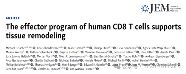 JEM(IF=15.3)|Tissue Cytometry技术助力雷根斯堡大学免疫学研究所类器官研究，CD8T细胞可诱导组织再生