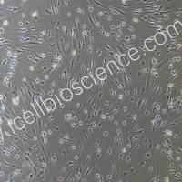 大鼠视网膜神经节细胞/免疫荧光鉴定/镜像绮点