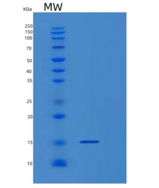 小鼠巨噬细胞移动抑制因子(MIF)重组蛋白