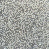 BAF3细胞 | BAF-3细胞 | BAF-3 | BAF3 | BAF-3小鼠原B细胞