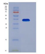 人基质金属蛋白酶23B(MMP23B)重组蛋白