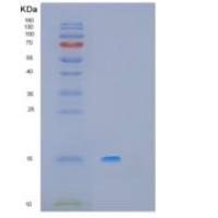 人肌肉生长抑制素(MSTN)重组蛋白