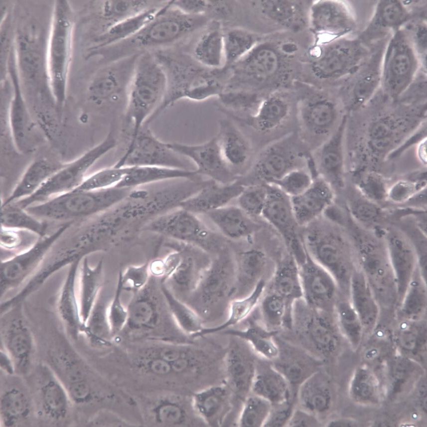 ID8-LUC、ID8-LUC细胞系、ID8-LUC细胞株、ID8-LUC小鼠卵巢癌细胞-荧光素酶标记