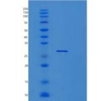 人MOB1B重组蛋白