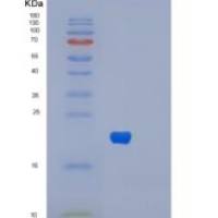 人肌球蛋白轻链6(MYL6)重组蛋白