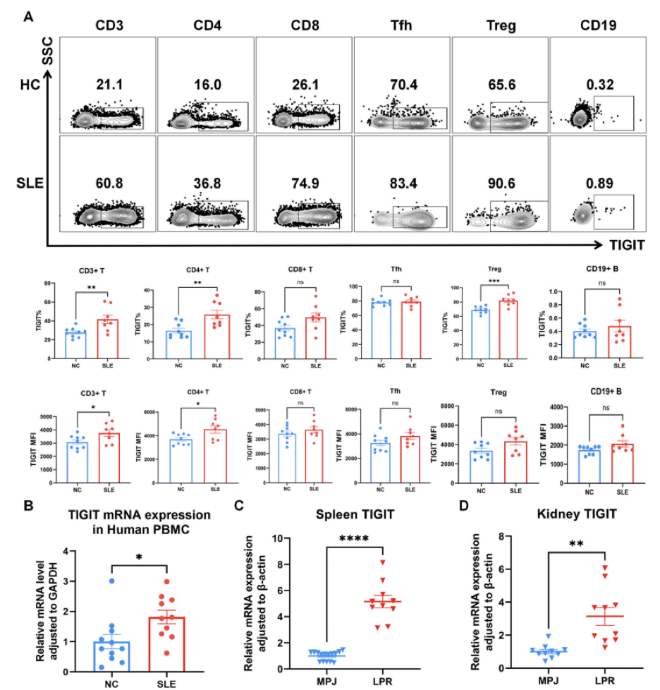 不能彻底治愈的红斑狼疮，免疫检查点治疗是否可带来新的希望？