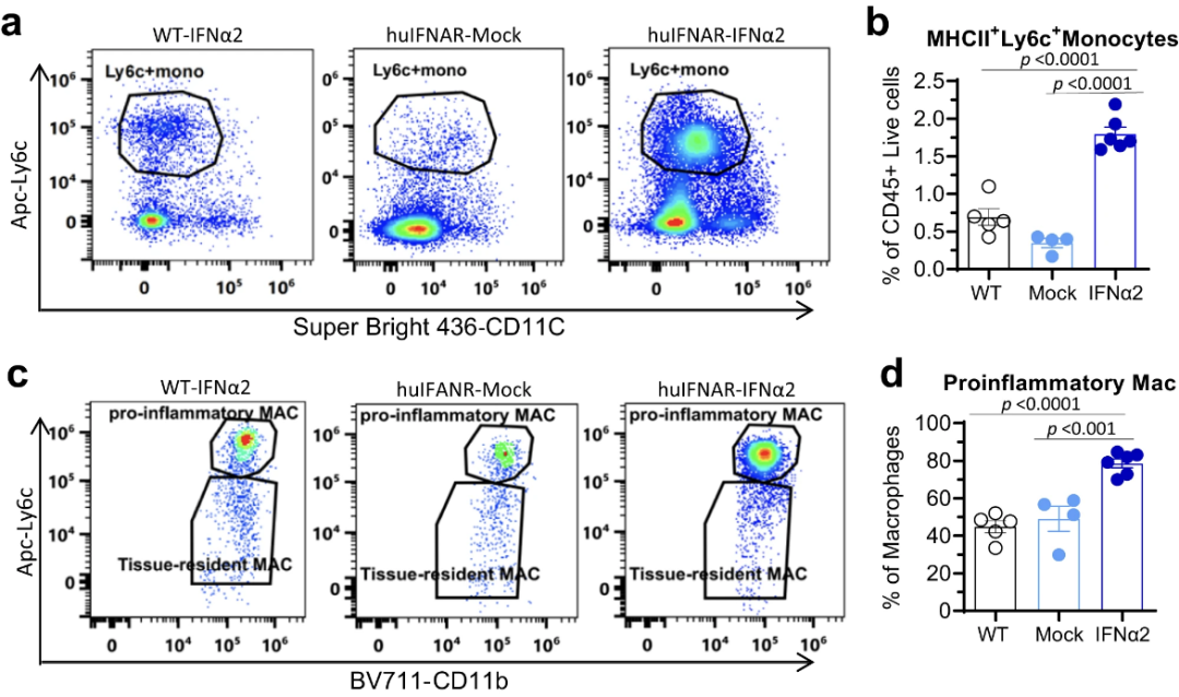 构建人源化小鼠模型，重现干扰素治疗慢性乙肝过程