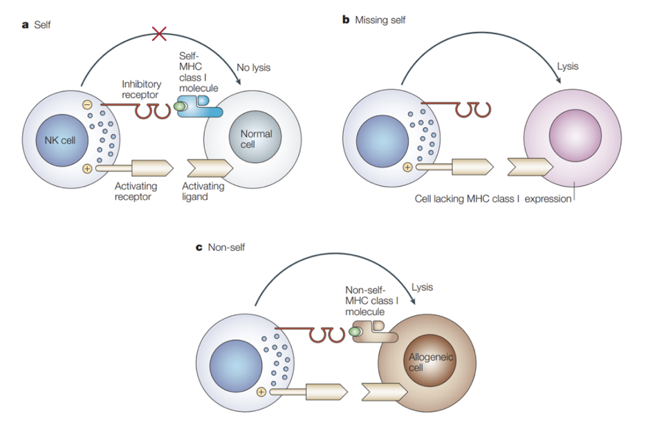 Cytek推出1管 16色 NK 细胞免疫分型方案，助您全面分析NK细胞表型！