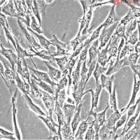 人结肠平滑肌细胞 HCSMC (Sciencell进口)
