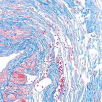 Masson染色实验服务