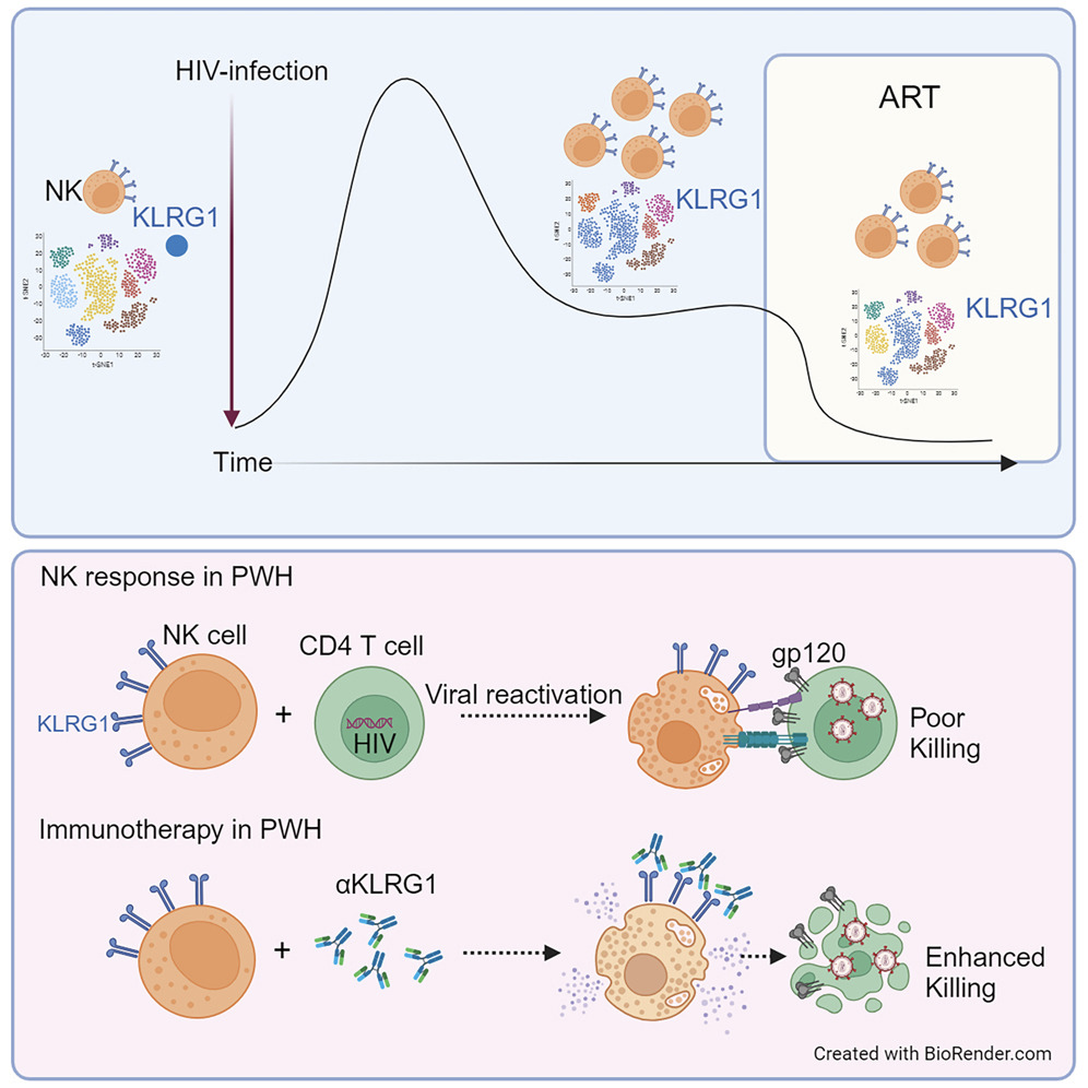 “激活并杀死”靶向疗法，天然杀手NK细胞有望消灭潜伏期HIV