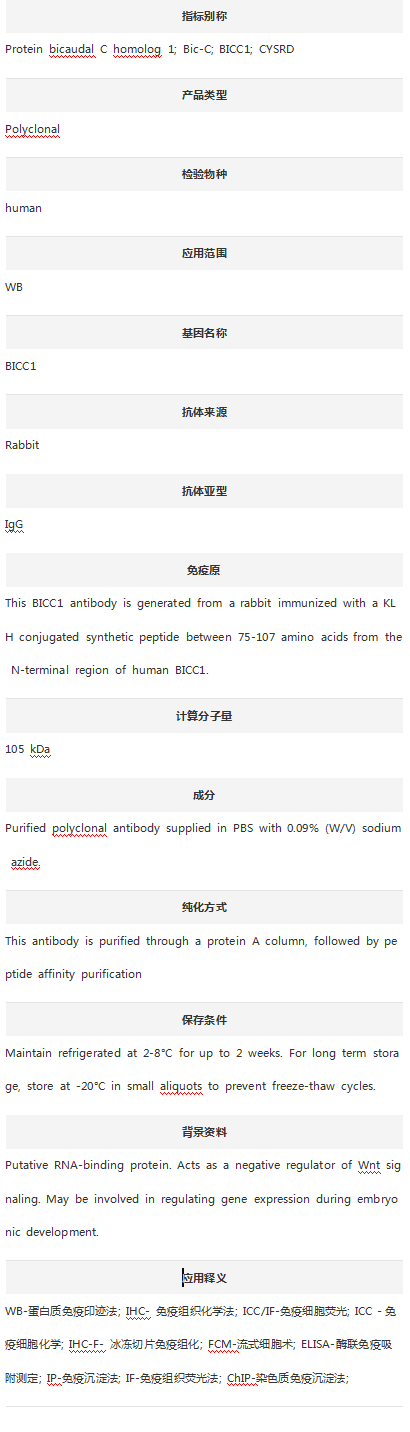 Anti-BICC1 Antibody (N-term)